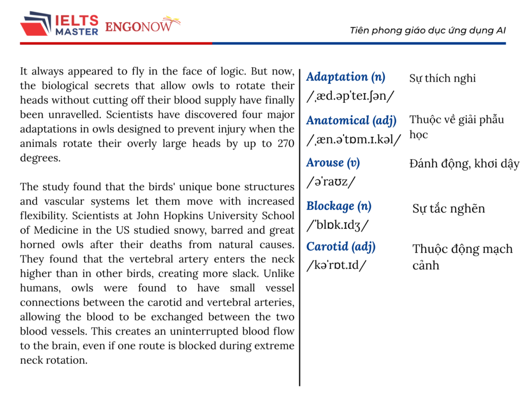IELTS Bình Tân