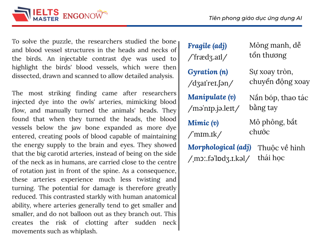 IELTS Bình Tân